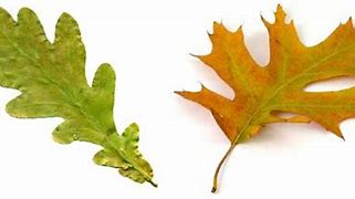 Image result for Red Oak Tree Leaves