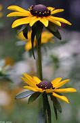 Image result for Black Eyed Susan with Red Roses