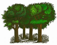 Image result for Cartoon Drawings of Trees