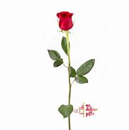 Image result for Single Stem Red Rose