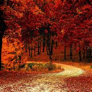 Image result for Autumn Leaf Abstract Background