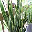 Image result for House plants Identification