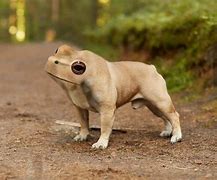 Image result for Dog Looks Like Frog