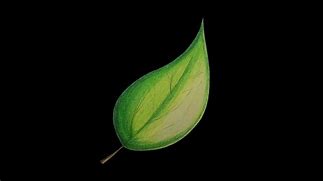 Image result for draw leaf realistic