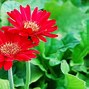 Image result for Bright Colored Flowers