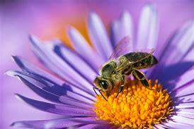 Image result for Purple Bee Clip Art