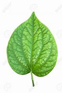 Image result for Bulath Leaf Logo