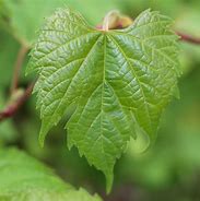 Image result for Wild Grape Vine Leaf