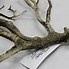 Image result for Dry Tree Branches Decoration