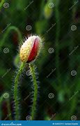 Image result for Poppy Flower Bud