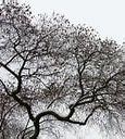 Image result for Tree Branch Wallpaper PC