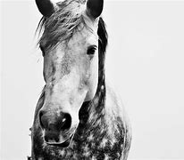 Image result for Horse Colouring Sheets