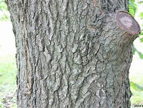 Image result for Shingle Oak Leaf Wood Branch