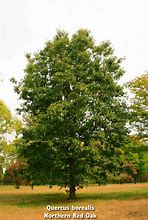 Image result for Quercus Borealis