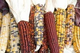 Image result for Indidaian Corn Harvest