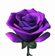 Image result for Purple Rose Garden