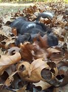 Image result for Leaf Pile Kids