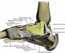 Image result for Deltoid Ligament Ankle