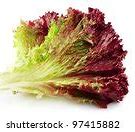 Image result for Identify Wild Lettuce