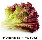 Image result for Wild Lettuce Plant