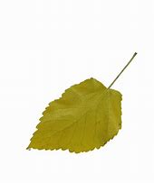 Image result for Leaf Fashion