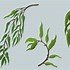 Image result for Willow Tree Clip Art Colorful