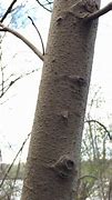 Image result for Identifying Hickory Trees by Bark