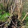 Image result for Hazel Tree Bark