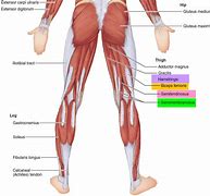 Image result for Hamstring Muscle Pain