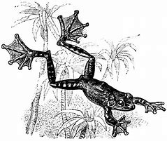 Image result for Flying Frog Clip Art