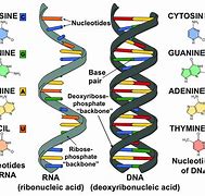 Image result for RNA Chain