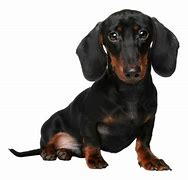 Image result for 10 Smallest Dog Breeds