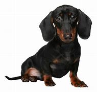 Image result for Top Ten Dog Breeds