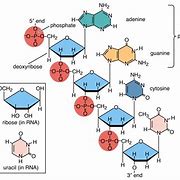 Image result for Biomolecules Figure