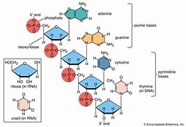 Image result for Chemical Structure of RNA