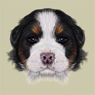 Image result for Bernese Mountain Dog SVG