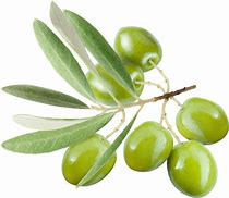 Image result for Olive Branch Transparent Background