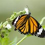 Image result for Beautiful Butterfly Desktop