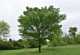 Image result for Valley Forge Elm