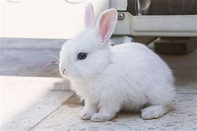 Image result for Cute White Bunny Kawi