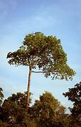 Image result for Jungle Tree Images