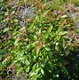 Image result for Salix Discolor Full-Grown