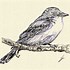 Image result for Bird On Branch Drawing