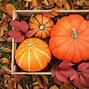 Image result for Summer/Fall Photography