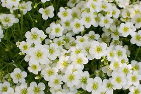 Image result for Best Perennials for Zone 9