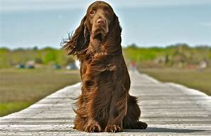 Image result for Field Spaniel