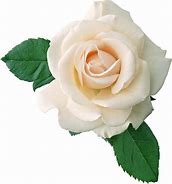 Image result for White Rose Transparent