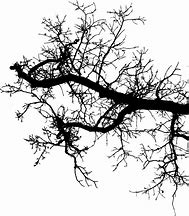 Image result for Tree Branch Icon.png