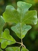 Image result for Post Oak Leaf Designs