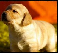 Image result for Labrador Spaniel Mix